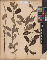 Foto von Salix aurita L. x Salix cinerea L.